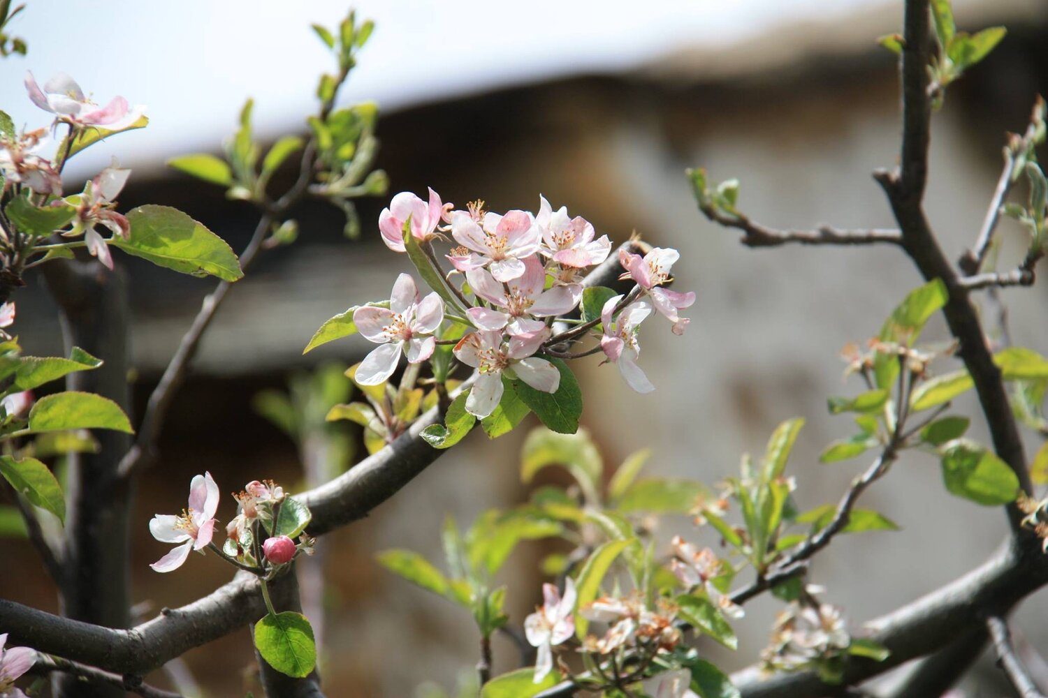 Flores de primavera en Pozos